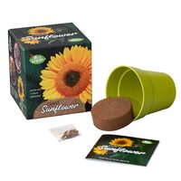 Mrs Greens Giant Sunflower image