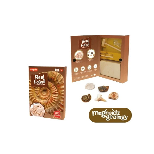 Fossil Dig Kit 25cm